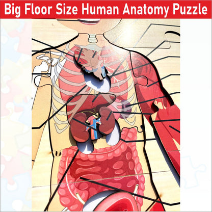 Wooden big Floor Size Human Anatomy Puzzle - Size-24*18 inch