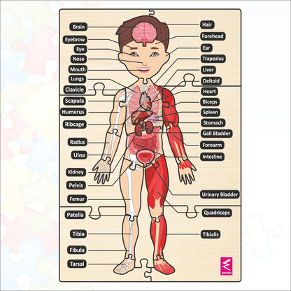 Wooden big Floor Size Human Anatomy Puzzle - Size-24*18 inch