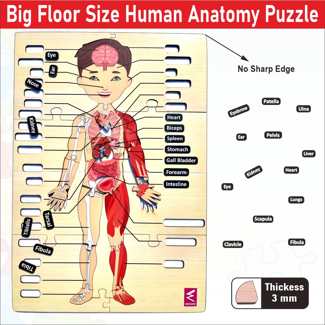 Wooden big Floor Size Human Anatomy Puzzle - Size-24*18 inch