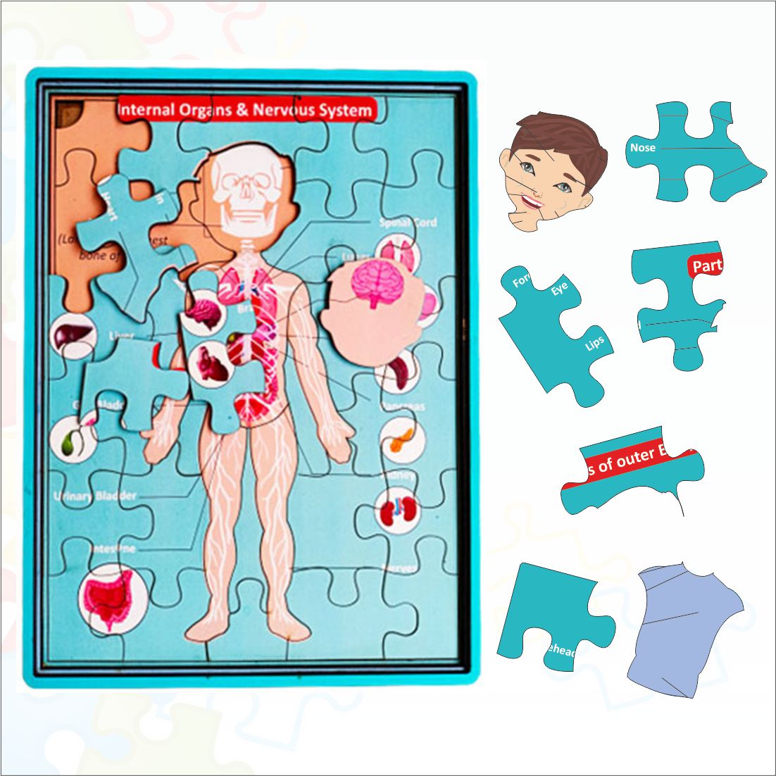 Wooden Multilayer Human Anatomy Puzzle For kids- 12*9 inch