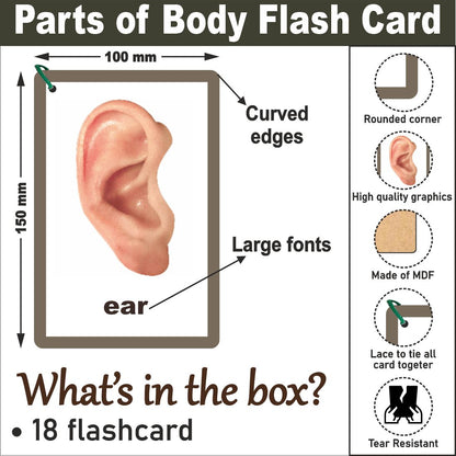 Wooden (MDF) Parts of Body Learning Flash card with lacing thread.