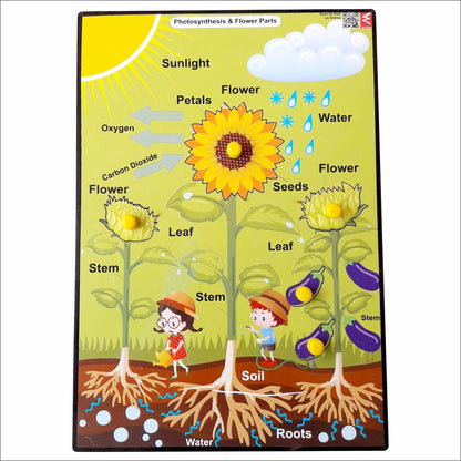 Wooden Photosynthesis Peg Board Puzzle- 12*18 inch