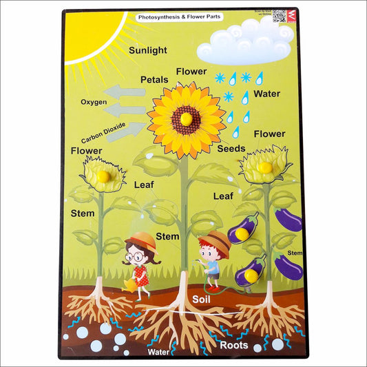 Wooden Photosynthesis Peg Board Puzzle- 12*18 inch