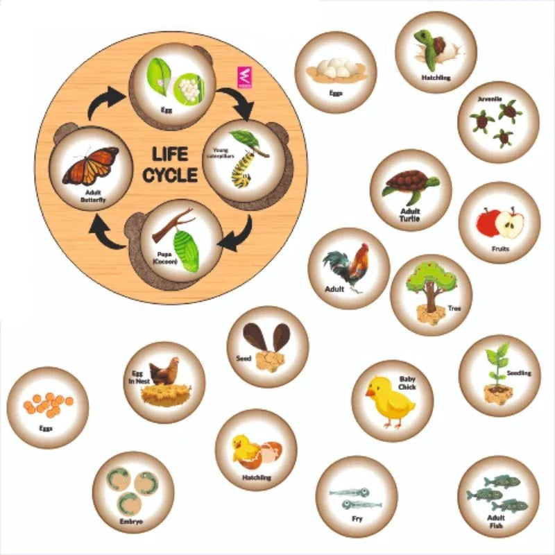 Wooden Life Cycle Sorting Board Montessori Game