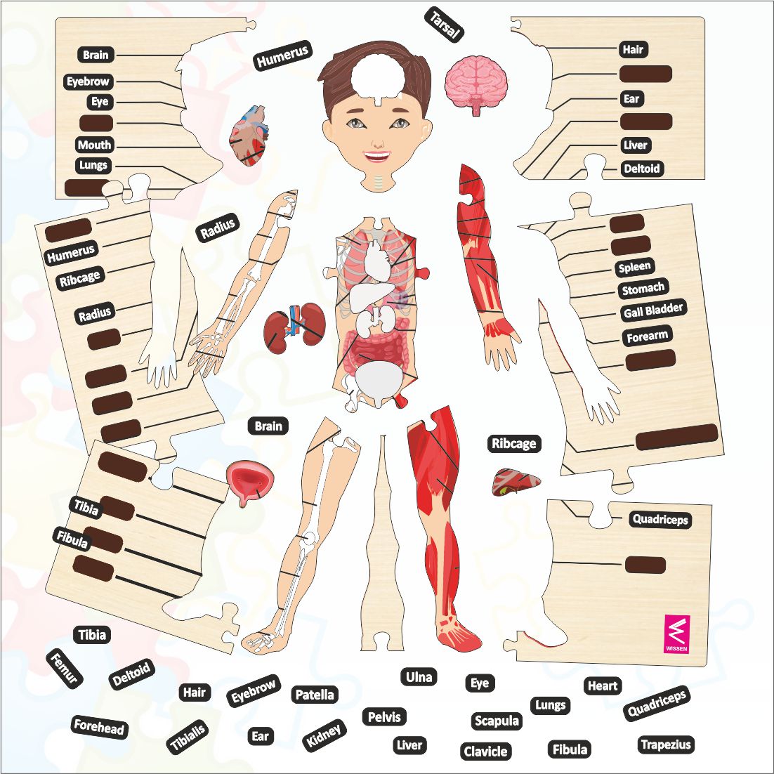 Wooden big Floor Size Human Anatomy Puzzle - Size-24*18 inch