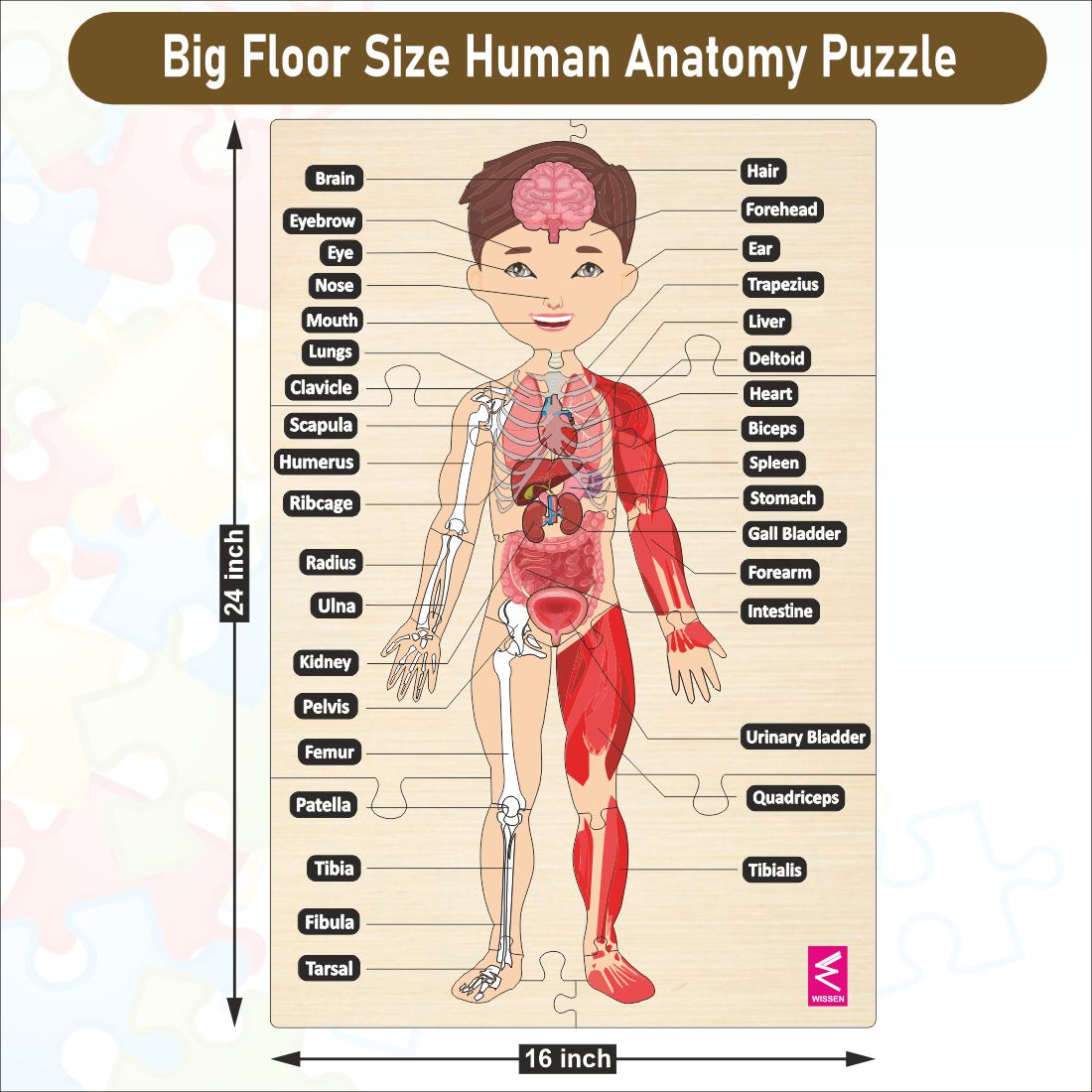 Wooden big Floor Size Human Anatomy Puzzle - Size-24*18 inch