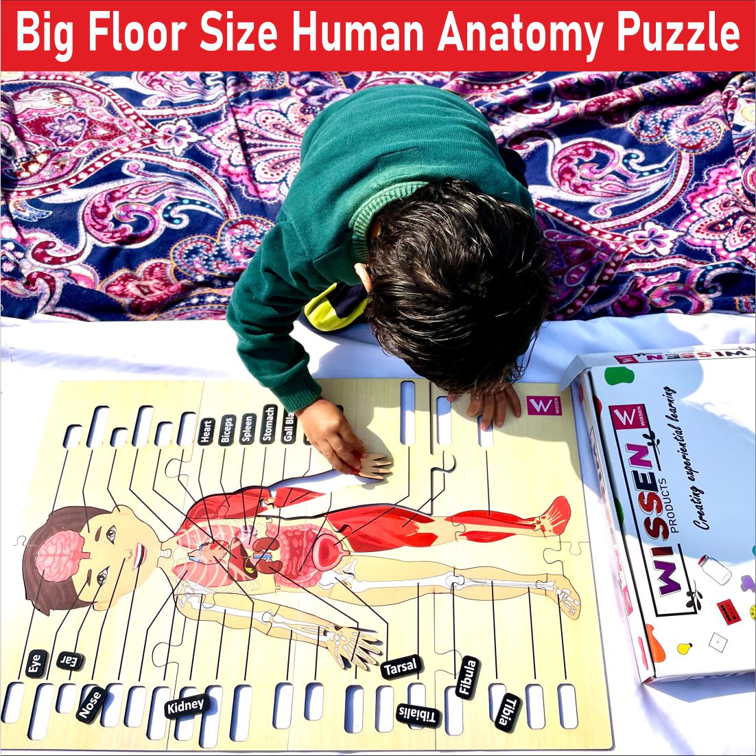 Wooden big Floor Size Human Anatomy Puzzle - Size-24*18 inch