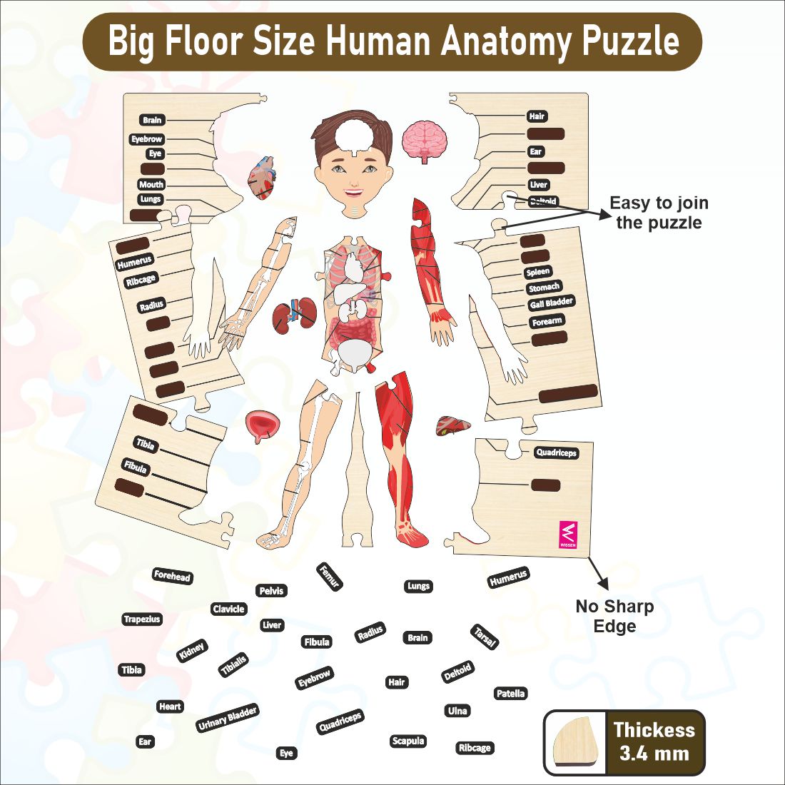 Wooden big Floor Size Human Anatomy Puzzle - Size-24*18 inch